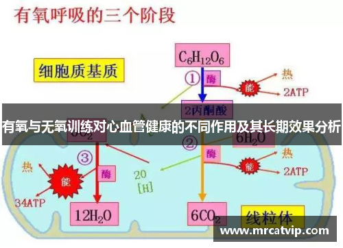 有氧与无氧训练对心血管健康的不同作用及其长期效果分析